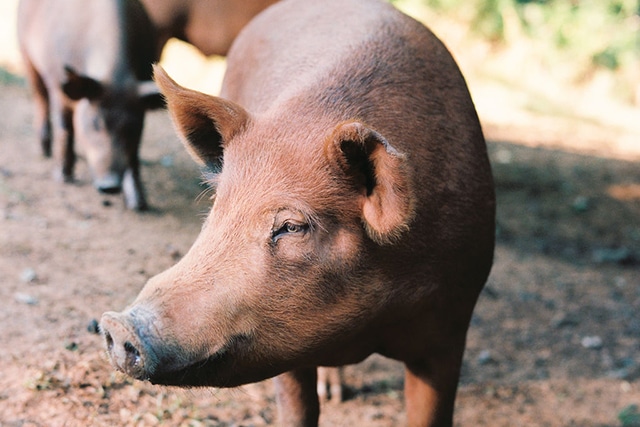 Farm animal from White Sulfur Farms